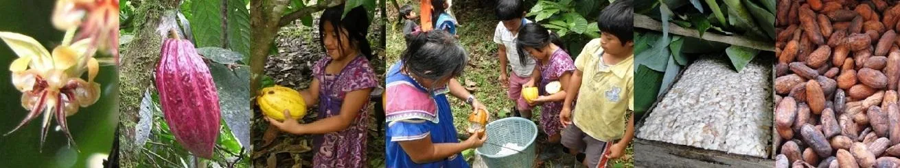 Cacao harvest in Costa Rica