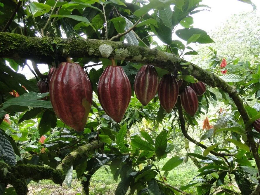 Ripe cacao pods on the tree in Costa Rica